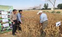 کیل گیری از طرح تحقیقی کشت ارقام جدید گلرنگ‌ در مزرعه الگویی رهنان
